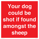 your-dog-could-be-shot-if-found-amongst-the-sheep~